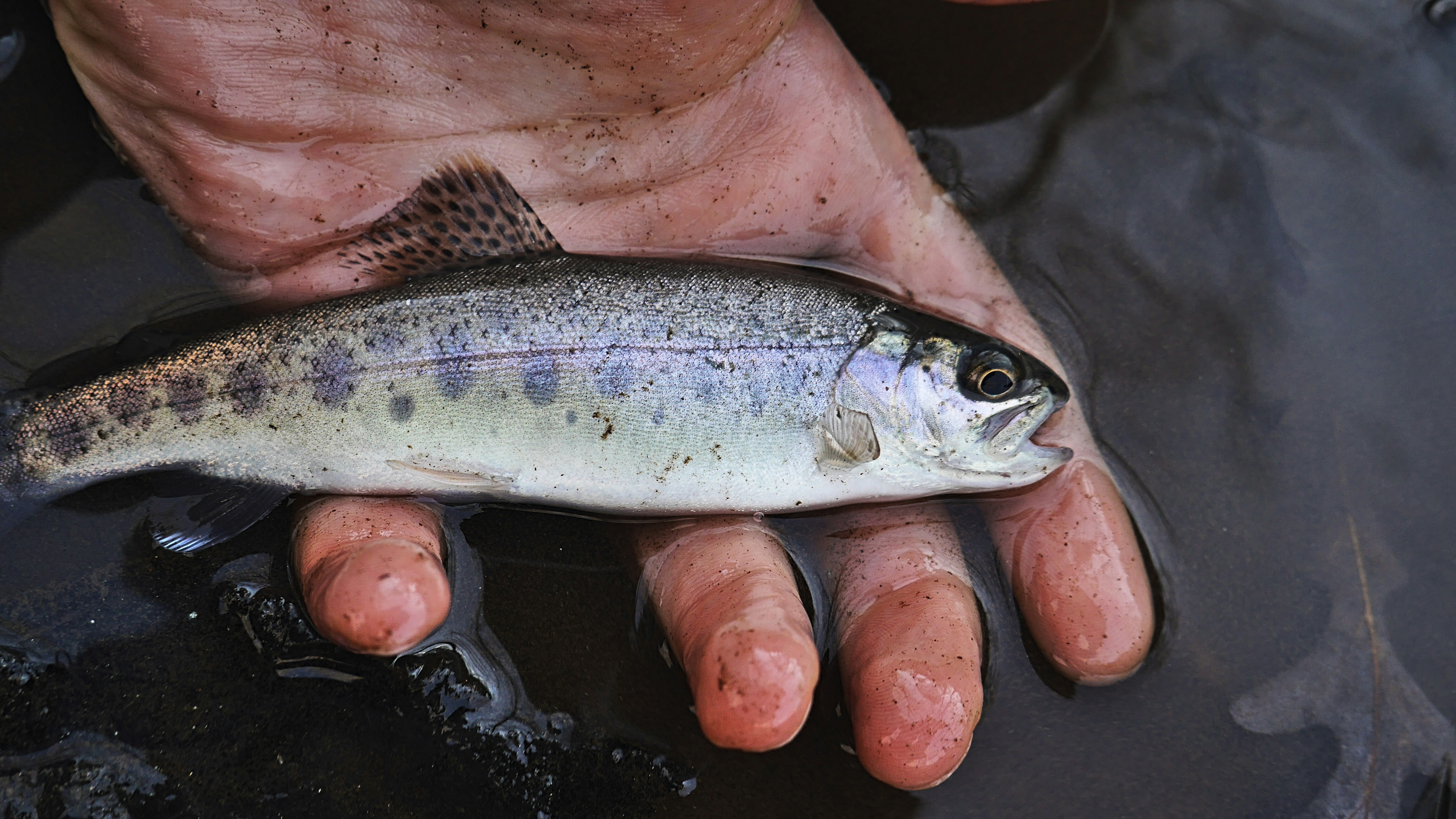 Schaefer fishery output